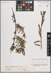 Foto von Salix elbursensis Boiss.